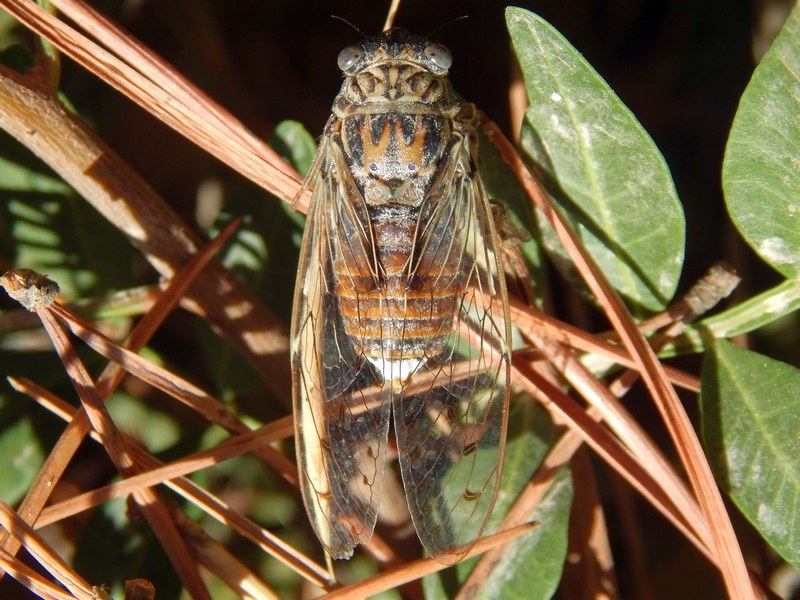 Cicada orni (Cicadidae)